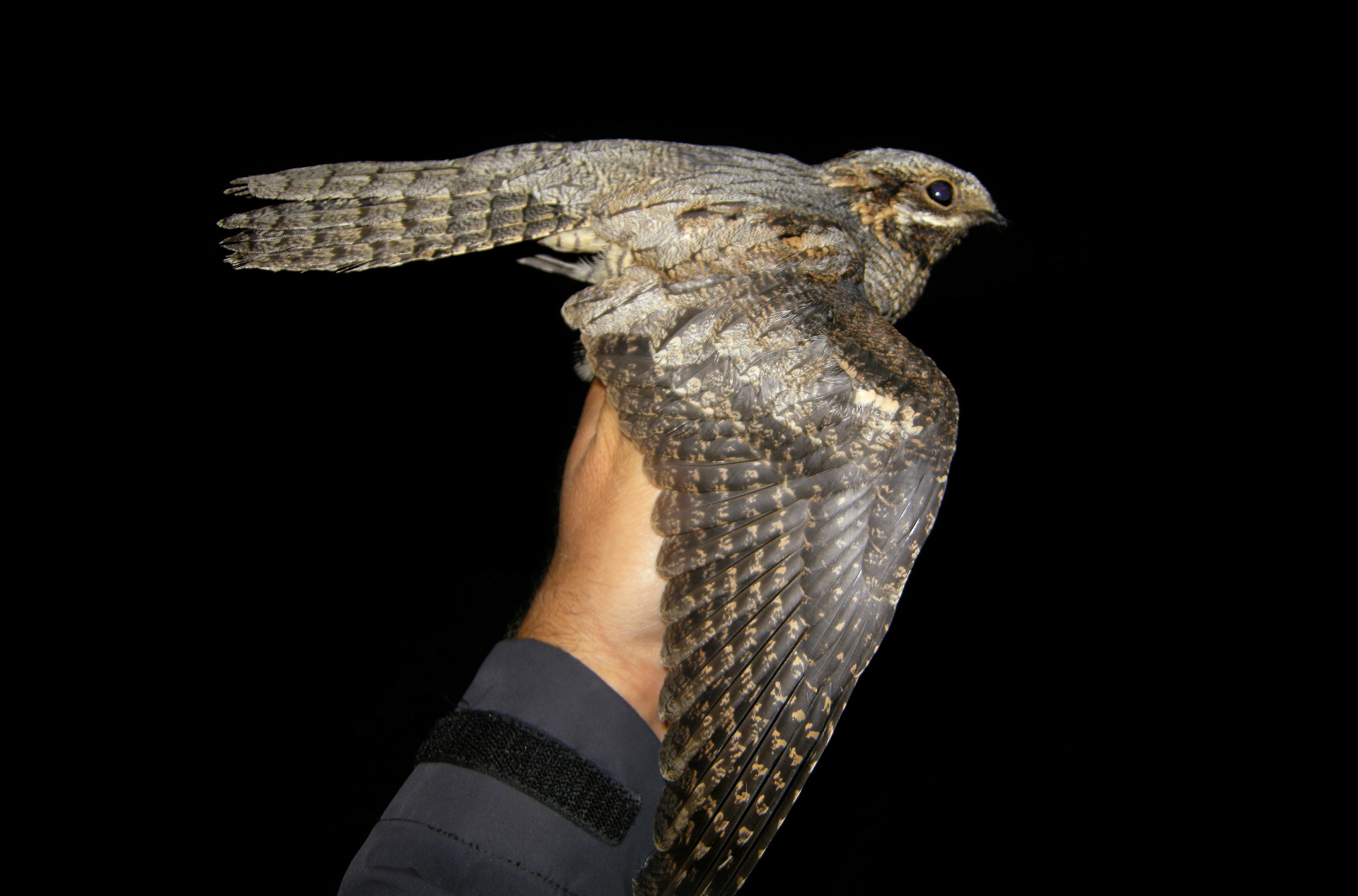 nightjar bird resting on persons hand at nightime