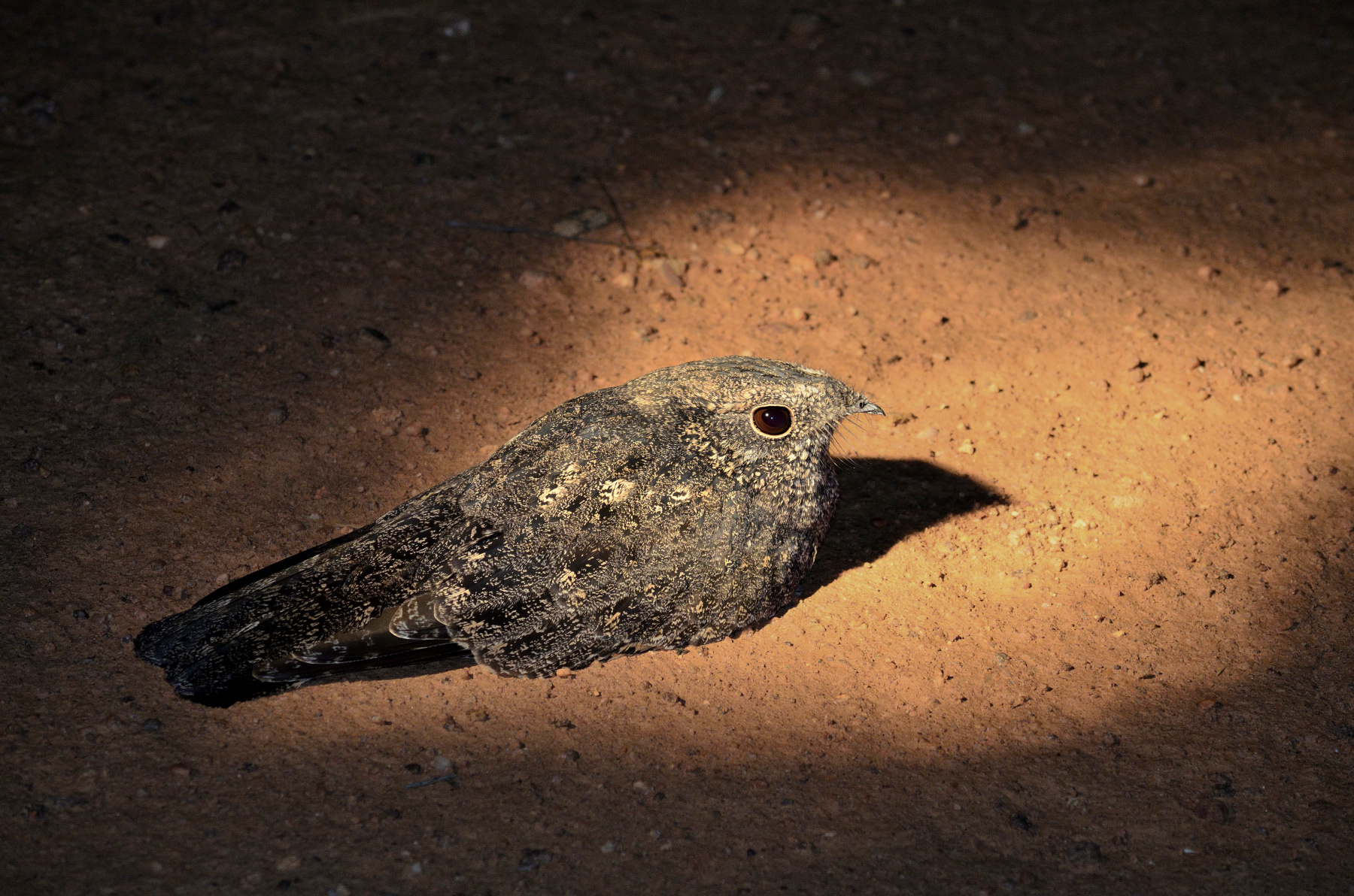 nightjar bird resting on floor under torch light surrey