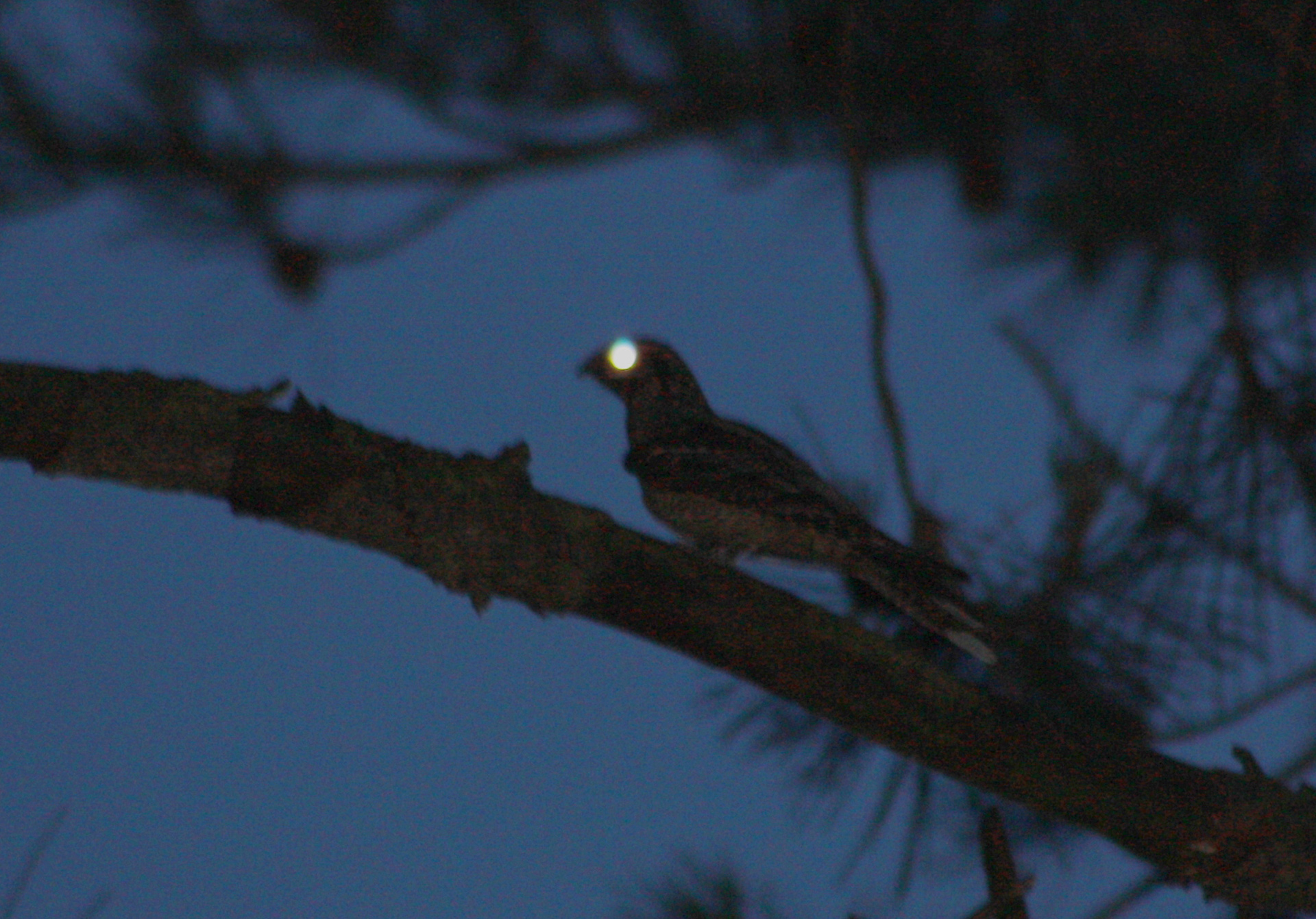 nightjar bird sitting on branch in tree nightime