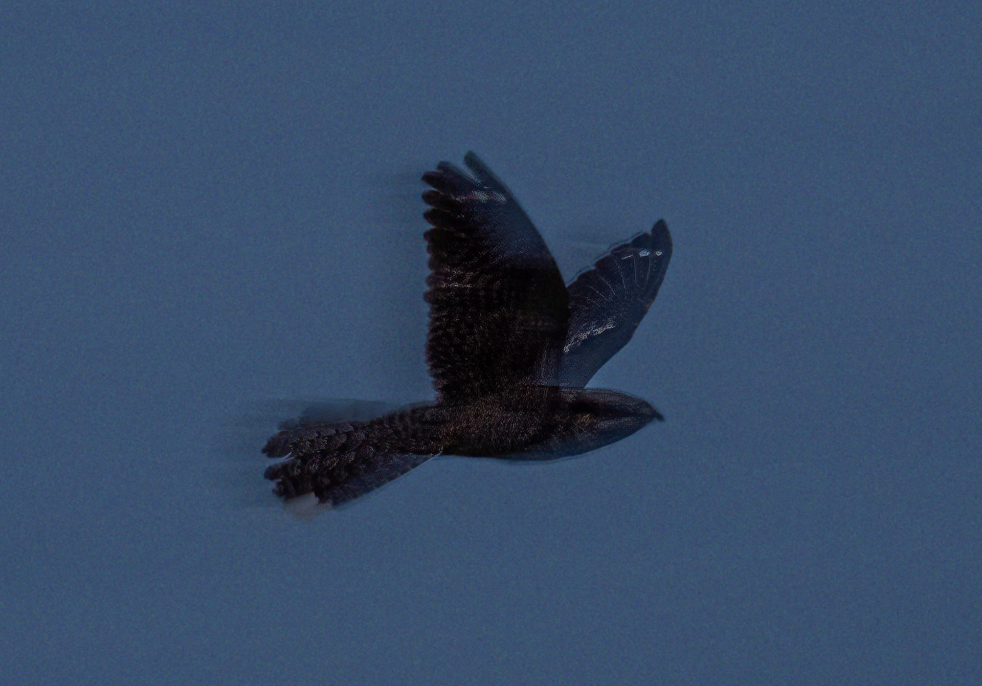 nightjar bird in mid flight nighttime