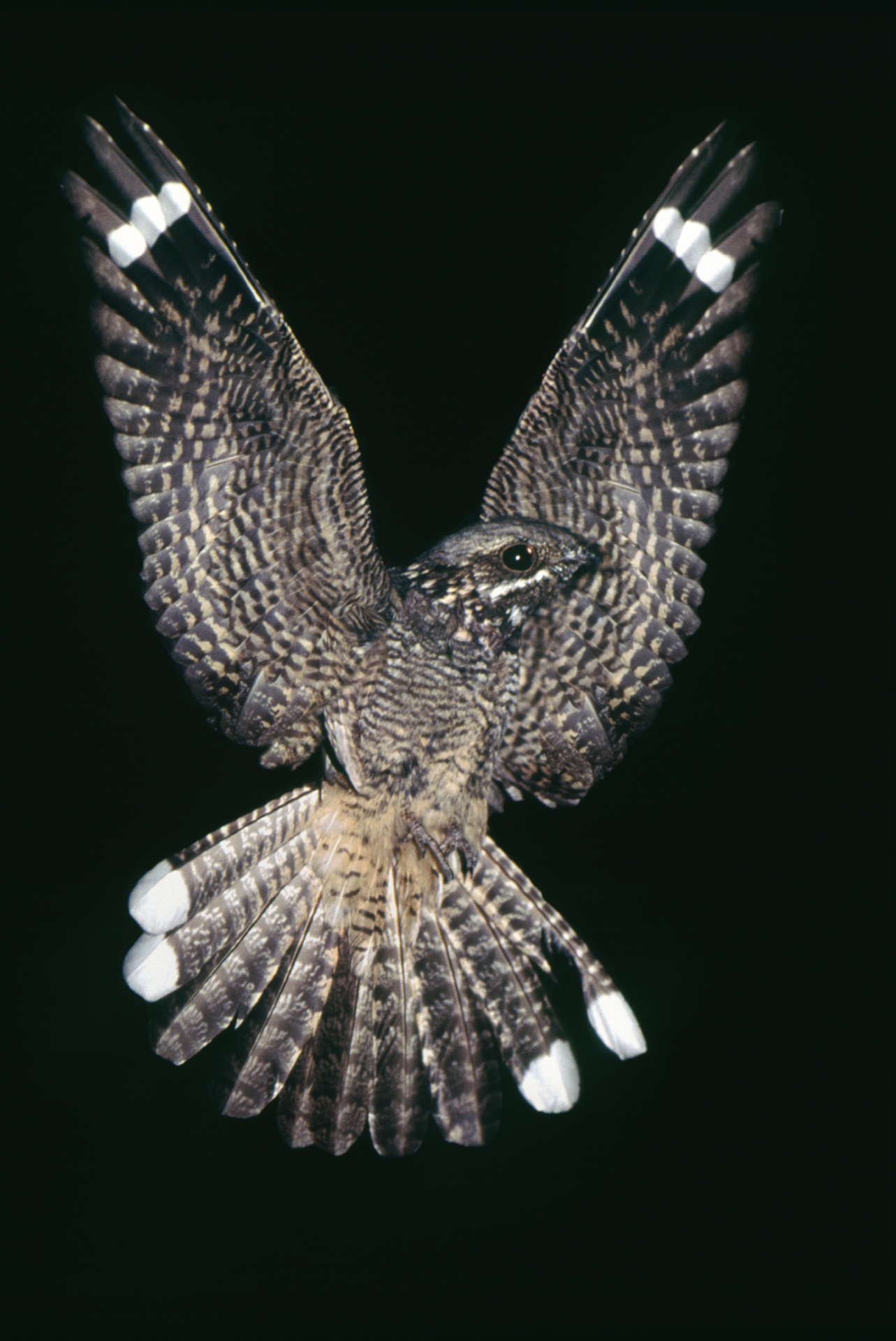 nightjar bird in mid flight nightime surrey