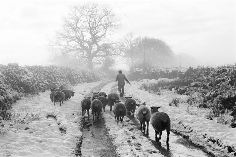 James Ravilious Sheep Country Lane