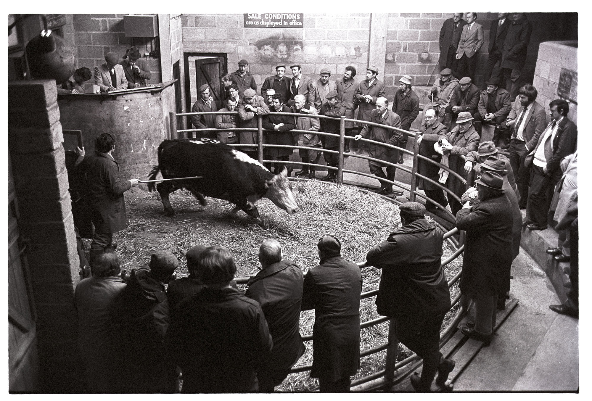James Ravilious Cattle Auction